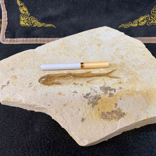 特價(jià)精品純天然遼西魚化石狼鰭群魚全國(guó)包郵，化石愛好者的絕佳收藏